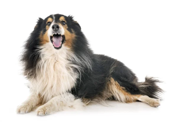 Shetland sheepdog in studio — Stockfoto