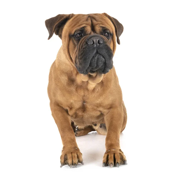 Bullmastiff in studio — Stockfoto