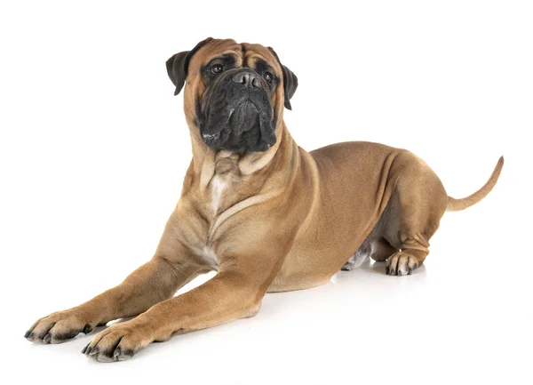 Bullmastiff w studio — Zdjęcie stockowe