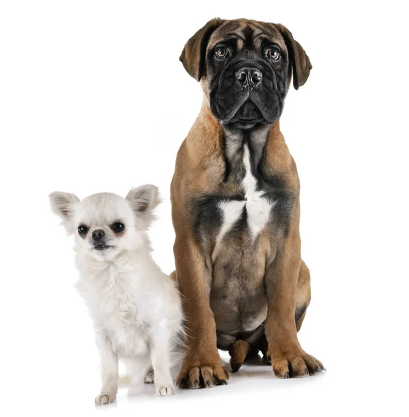 Welpen-Bulldogge und Chihuahua — Stockfoto