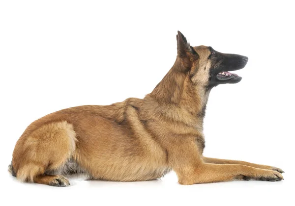 Malinois in studio — Stock Photo, Image