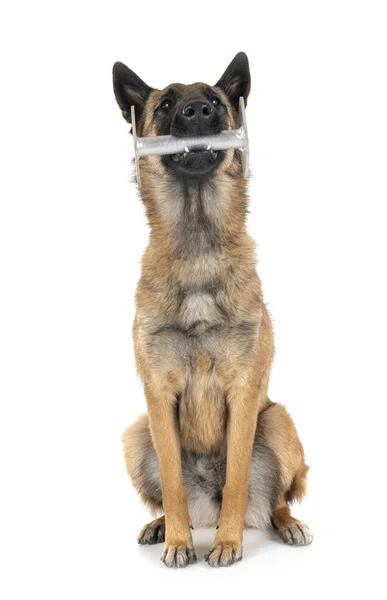 Malinois i studio — Stockfoto