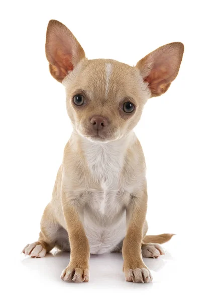 Chihuahua in studio — Stockfoto