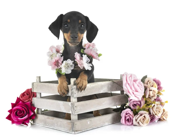 Puppy miniature dachshund — Stock Photo, Image