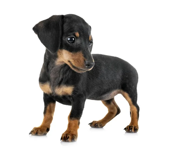 Cachorro miniatura dachshund — Foto de Stock