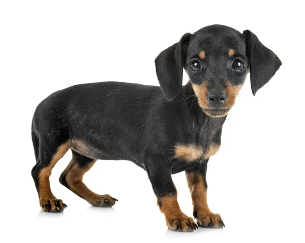 Cachorro miniatura dachshund — Fotografia de Stock