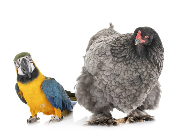 Brahma pollo e pappagallo — Foto Stock