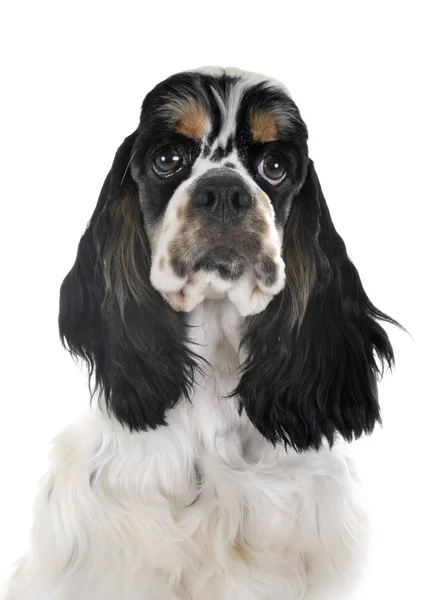 Américain Cocker Spaniel — Photo