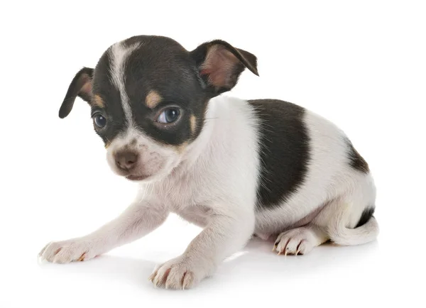 Chihuahua in studio — Stockfoto