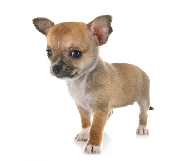 Chihuahua i studio — Stockfoto