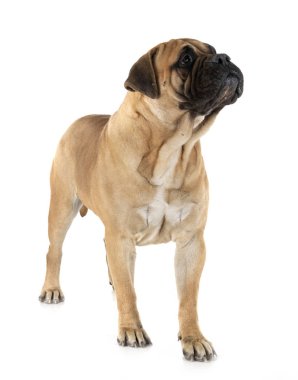 bullmastiff Studio