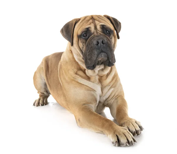 Bullmastiff en estudio —  Fotos de Stock