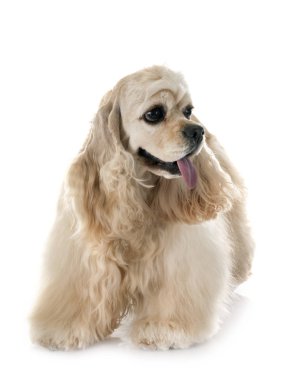 Amerikan cocker spaniel