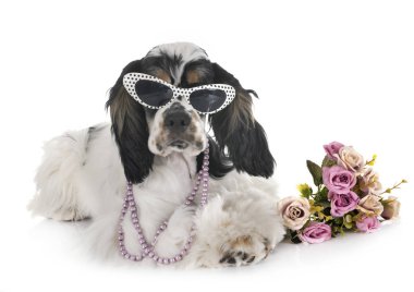 Amerikan cocker spaniel