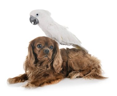 Beyaz kakadu ve köpek