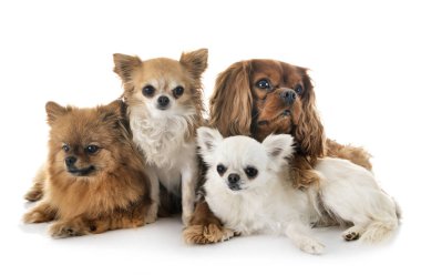 Studio küçük köpekler