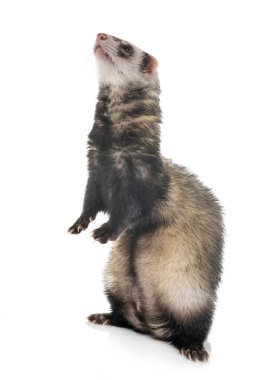 Studio kahverengi gelincik