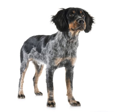 köpek yavrusu brittany spaniel