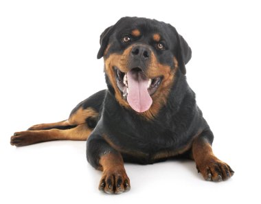Rottweiler Studio