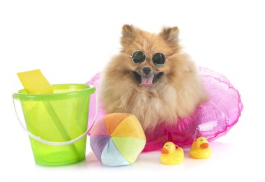 Pomeranian için yapılan tatil