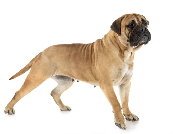 Bullmastiff w studio — Zdjęcie stockowe