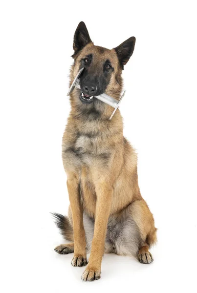 Malinois i studio — Stockfoto