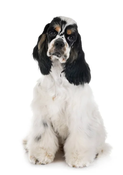 American cocker spaniel — Stock Photo, Image