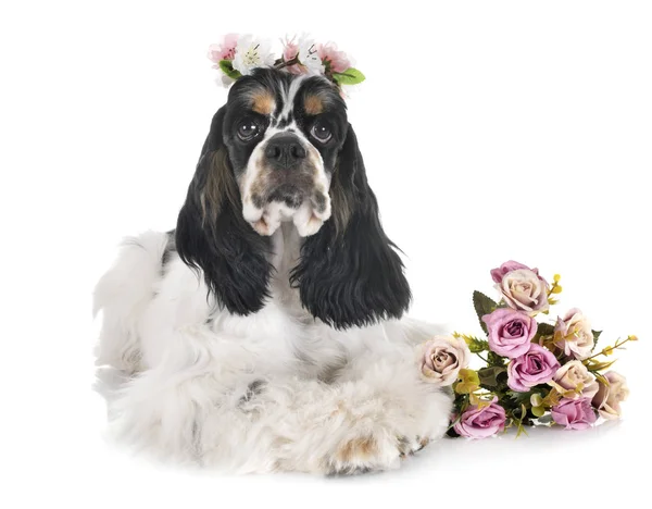 Amerikanischer Cockerspaniel — Stockfoto