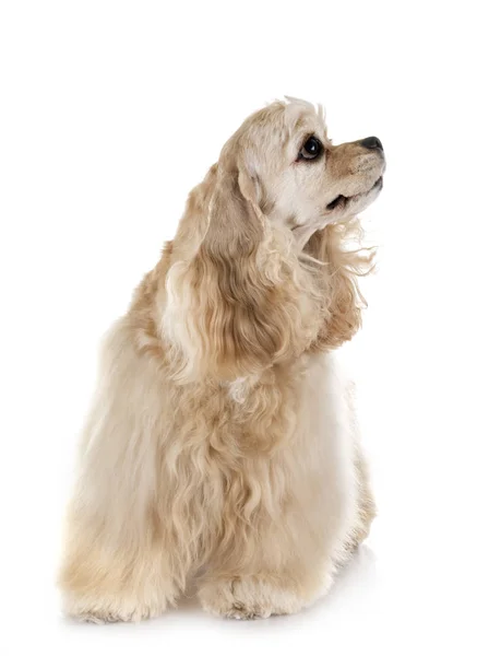 Amerikaanse cocker spaniel — Stockfoto