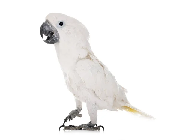 White cockatoo in studio — Stock Photo, Image