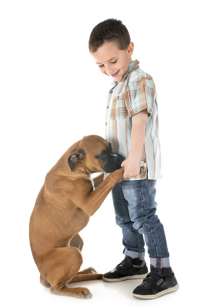 Welpen-Boxer und Kind — Stockfoto
