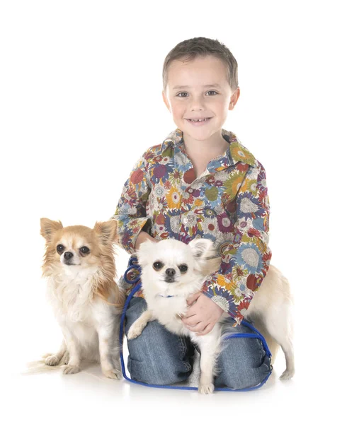 Chihuahuas und Kind — Stockfoto