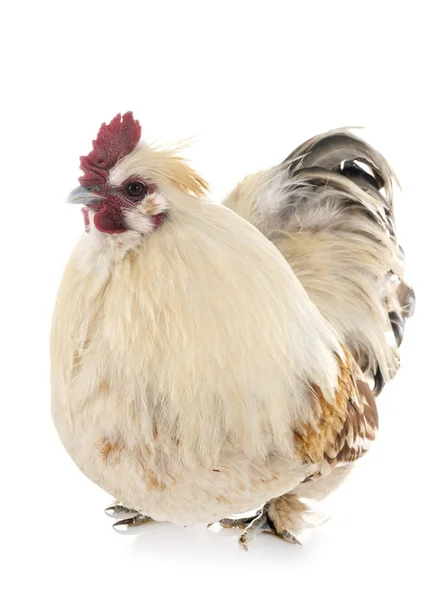 Rooster un studio — Stock fotografie