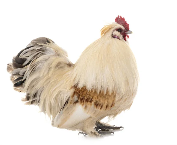 Rooster un studio — Stock fotografie