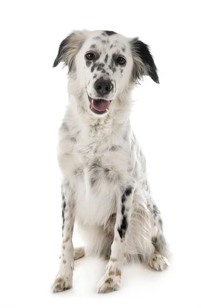 English setter en estudio — Foto de Stock