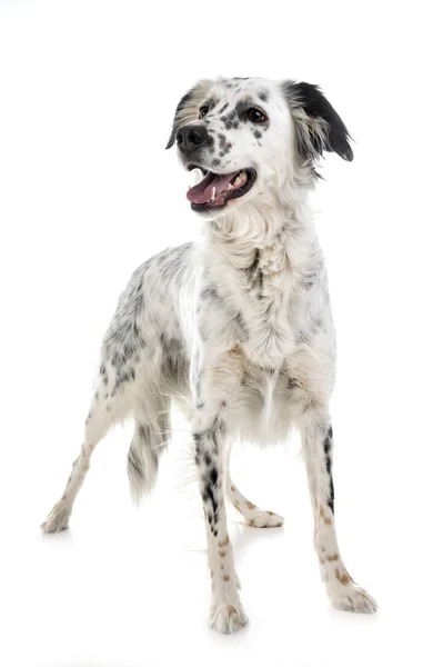 English setter in studio — Stock Photo, Image