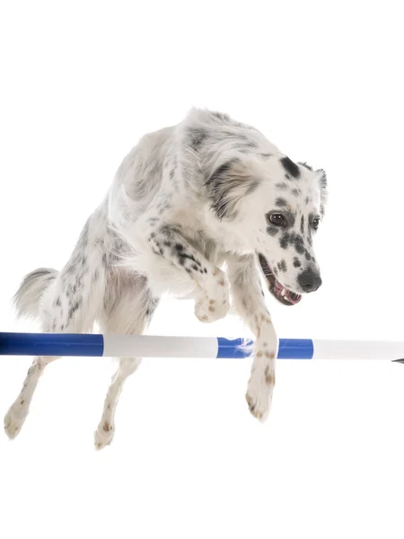 English setter in studio — Stock Photo, Image