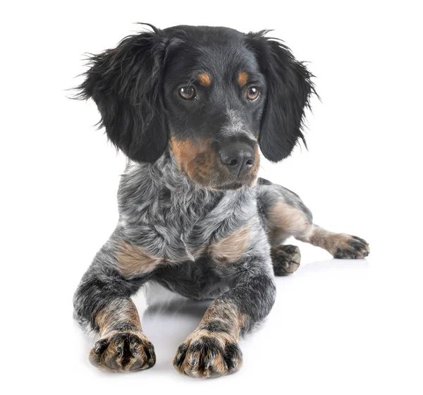 Puppy Bretagne spaniel — Stockfoto