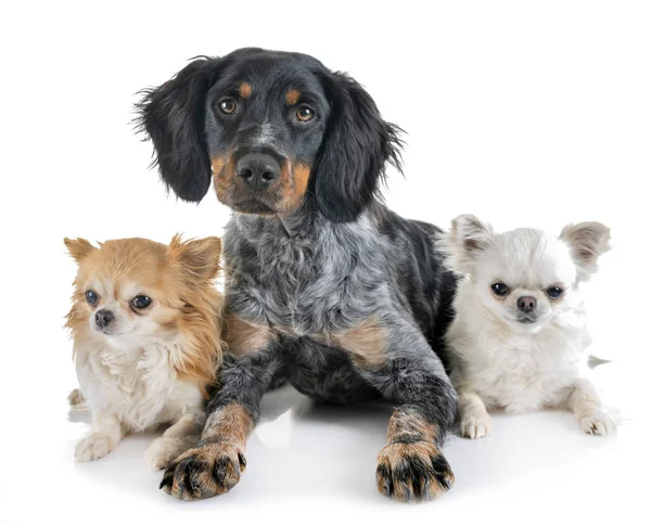 Cachorro brittany spaniel e chihuahuas — Fotografia de Stock