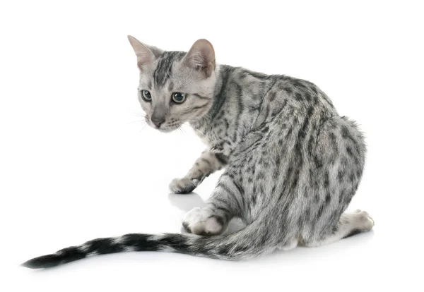 Bengal kitten in studio — Stock Photo, Image