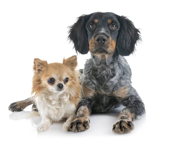 Cachorro brittany spaniel e chihuahua — Fotografia de Stock