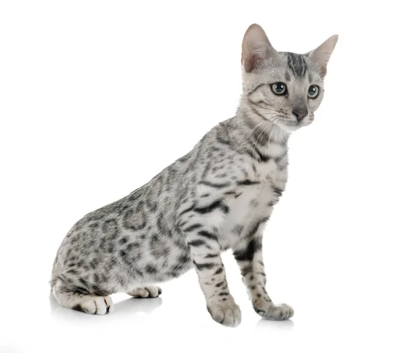 Bengal kitten in studio — Stock Photo, Image