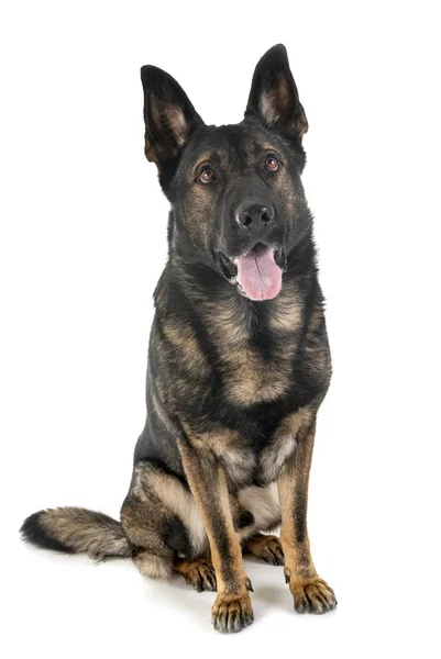 Grauer Schäferhund — Stockfoto