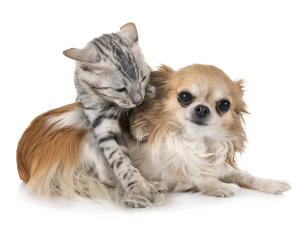 Chaton bengale et chihuahua — Photo