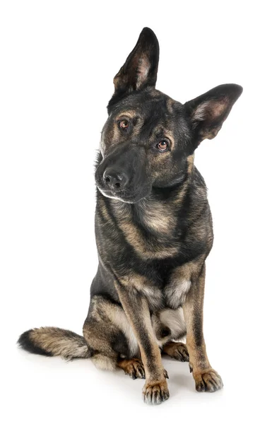 Grauer Schäferhund — Stockfoto