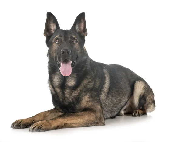 Grauer Schäferhund — Stockfoto