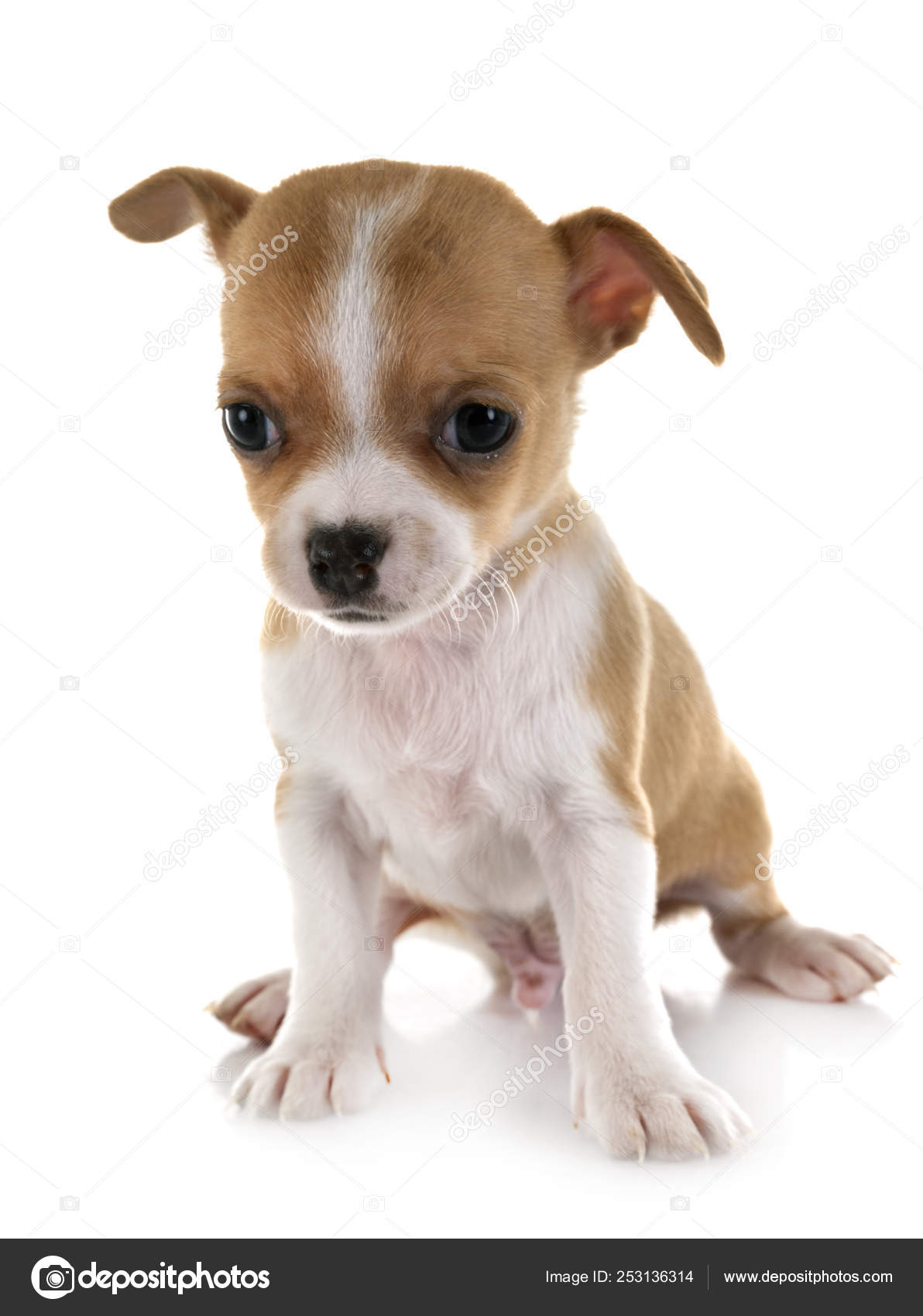 44 136 Chihuahua Stock Photos Images Download Chihuahua Pictures On Depositphotos