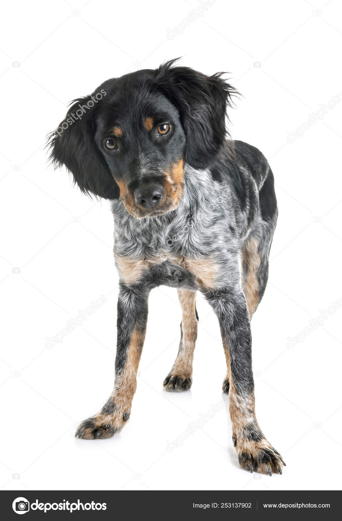 brittany spaniel tricolor puppy