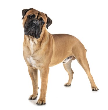 bullmastiff Studio
