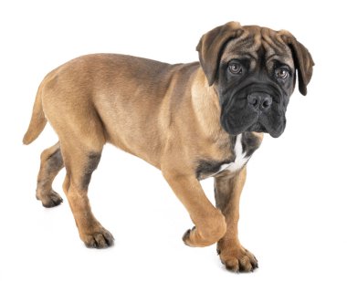 köpek yavrusu bullmastiff Studio